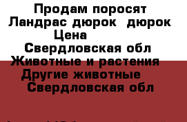 Продам поросят Ландрас-дюрок, дюрок › Цена ­ 5 000 - Свердловская обл. Животные и растения » Другие животные   . Свердловская обл.